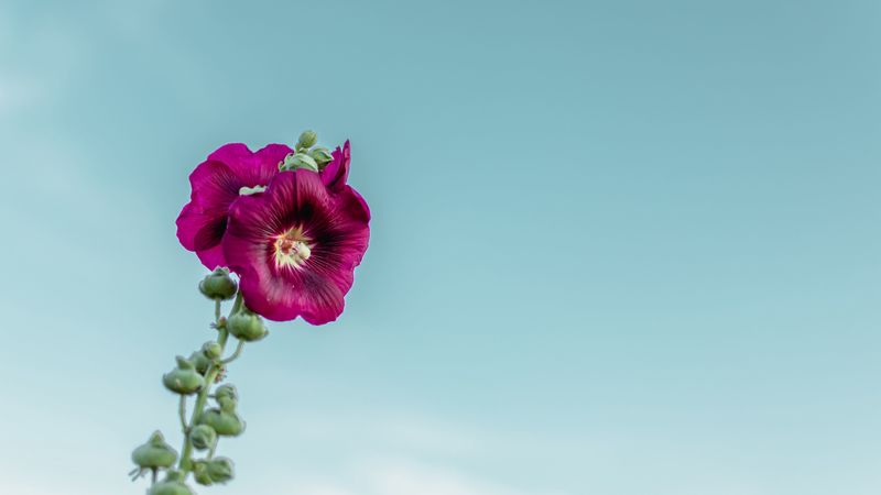 mallow, flower, purple, sky, 4k