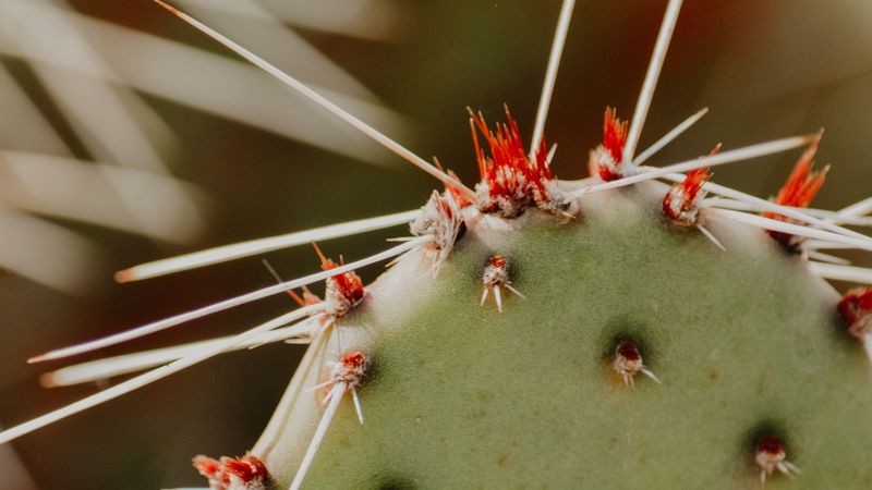 opuntia, cactus, spines, plant, macro, 4k