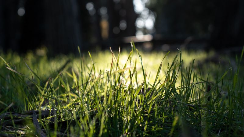 grass, green, macro, nature, park, 4k