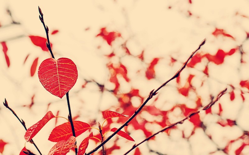 nature, leaf
