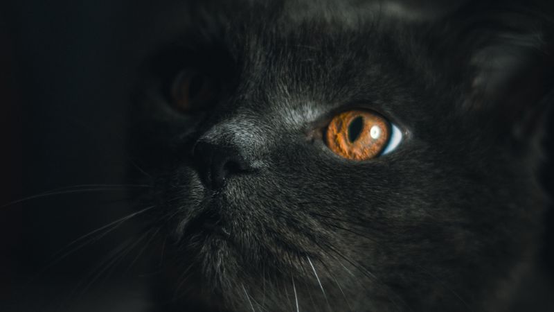 cat, gray, pet, glance, 4k