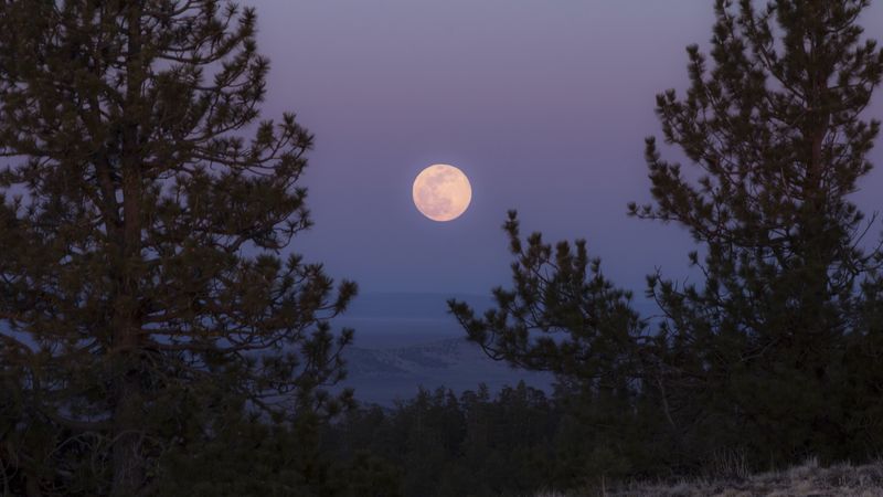 moon, full moon, branches, trees, grass, 4k