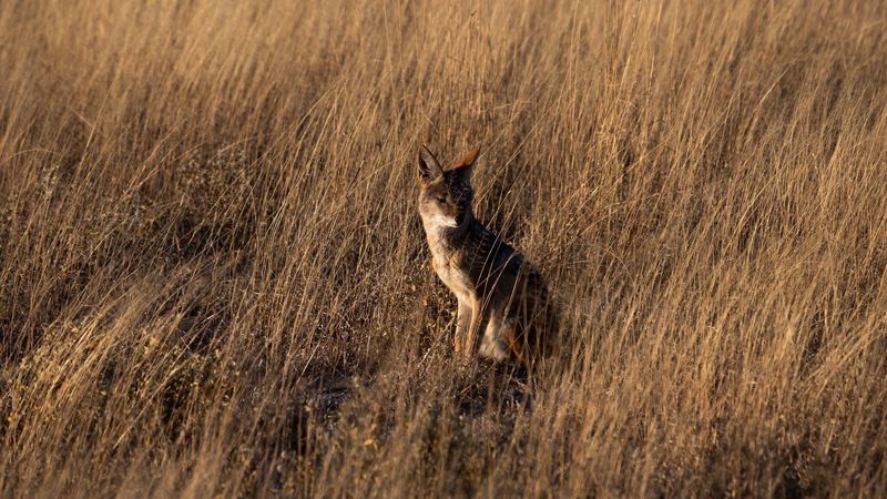 coyote, brown, grass, animal, wildlife, 4k