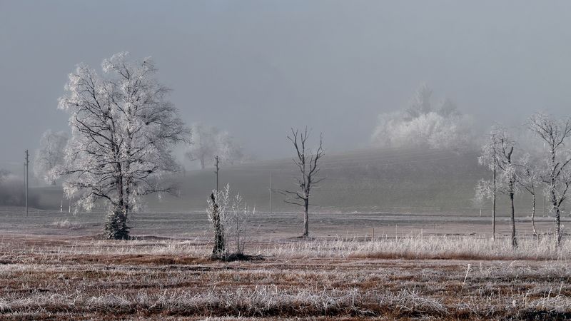 field, trees, winter, frost, landscape, 4k
