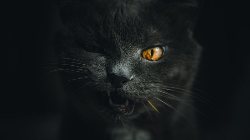 cat, gray, pet, face, 4k