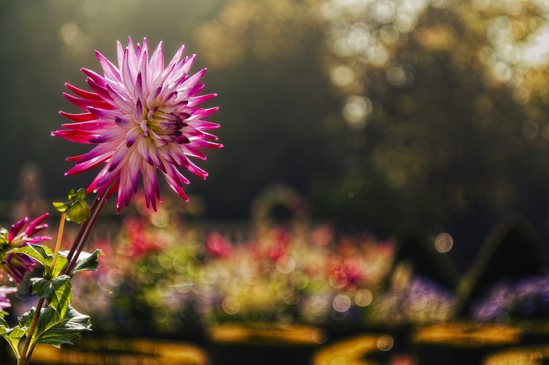pink, flowers, macro, photography