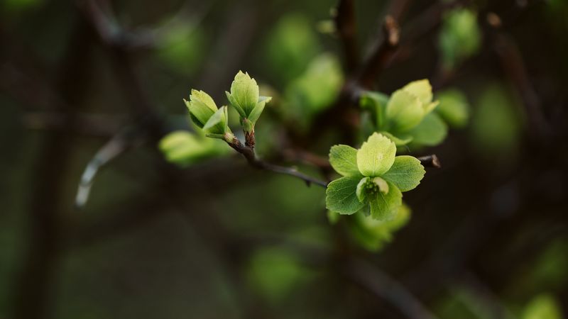 leaves, branch, macro, spring, 4k