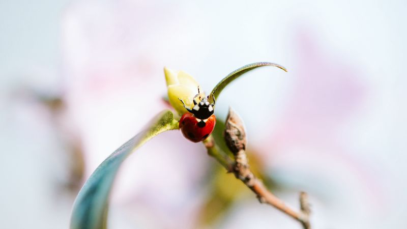 ladybug, branch, insect, macro, 4k