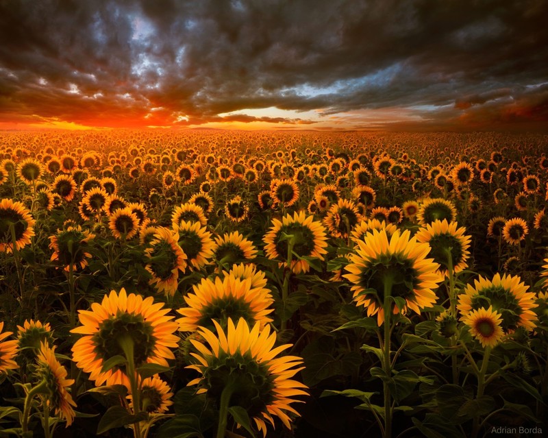 sunflower, field, nature