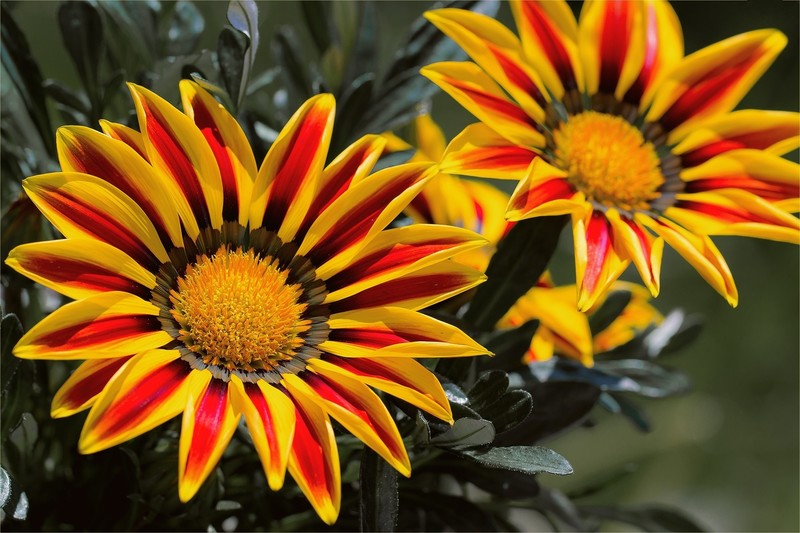 flowers, nature