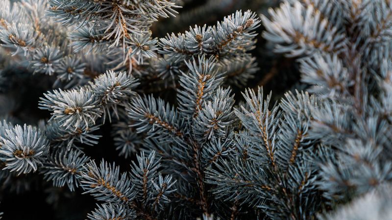 pine, branch, macro, needles, 4k