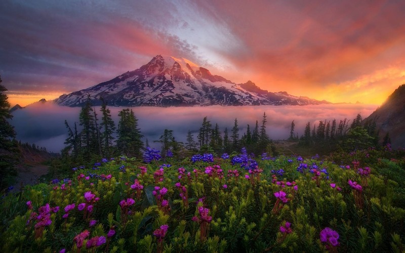 flowers, mountains, nature