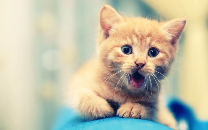 cat, animals, cute