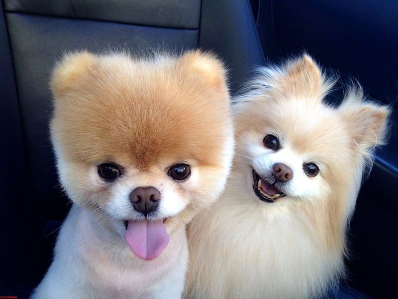 boo, dog, animals, cute