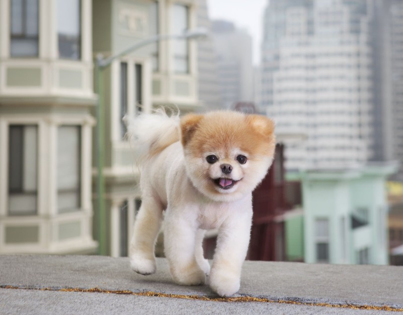 boo, dog, animals, cute