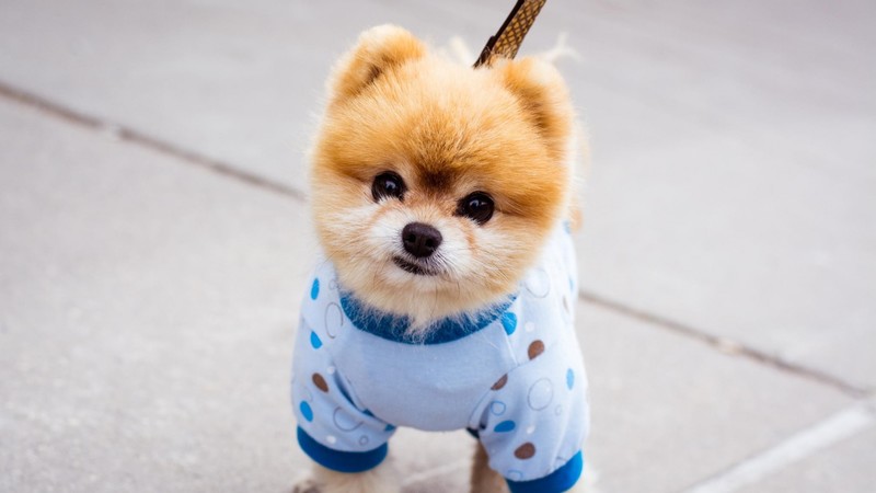 boo, dog, animals, cute