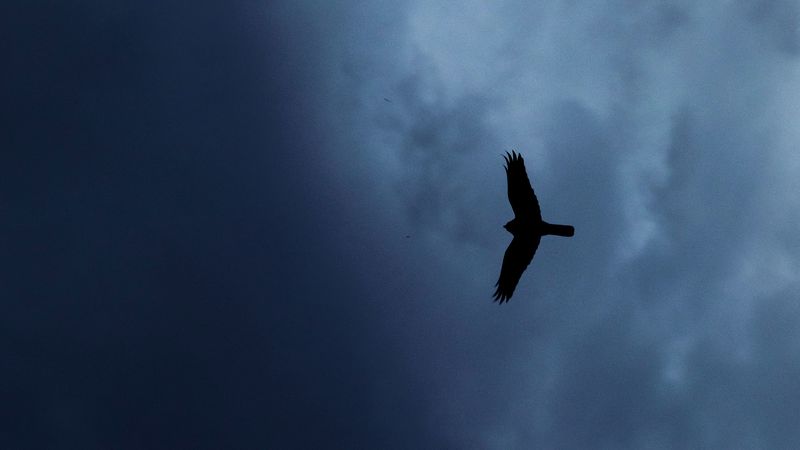 eagle, bird, silhouette, flight, sky, 4k