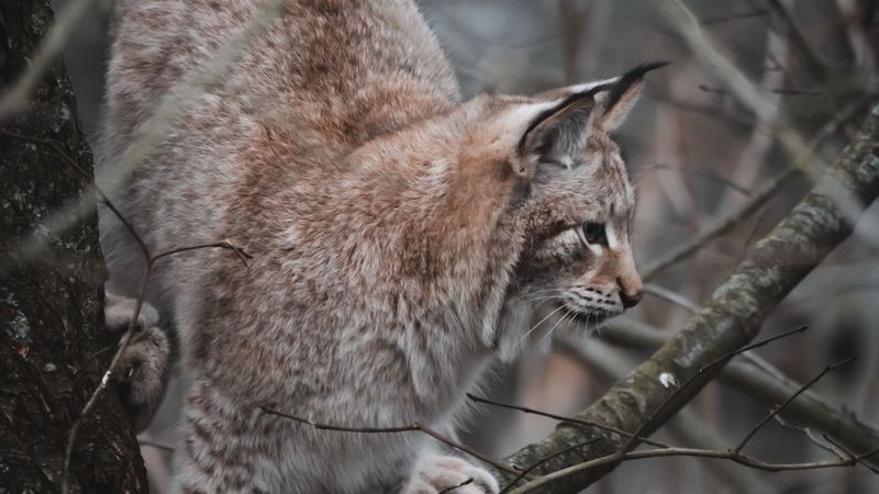 lynx, big cat, tree, animal, wildlife, 4k