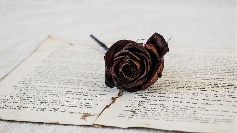 rose, dry, flower, pages, 4k