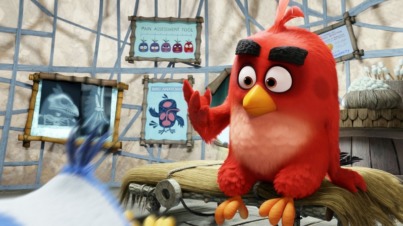 angry birds, birds, movies, animated movies, 2016 movies, the angry birds movie