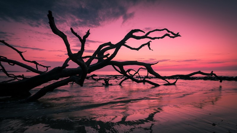 beach, trees, nature, sunset