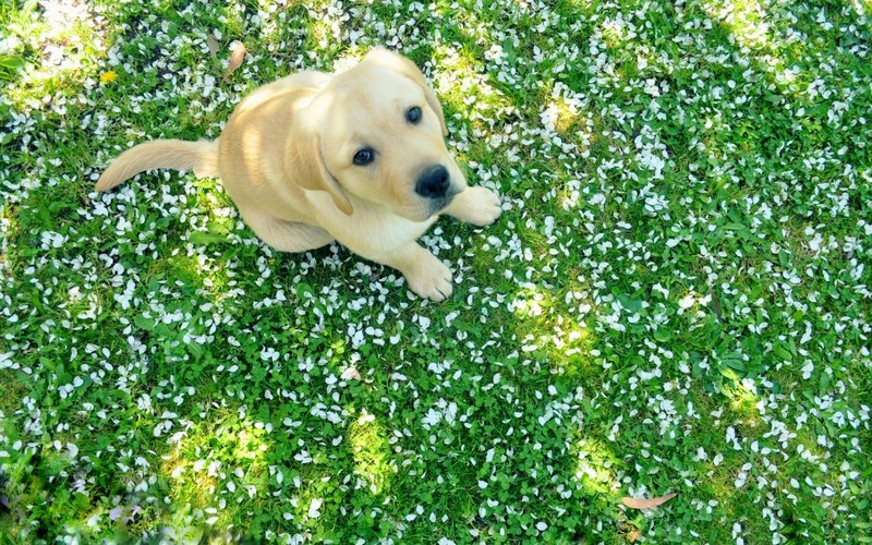 labrador, puppy, dog, animals