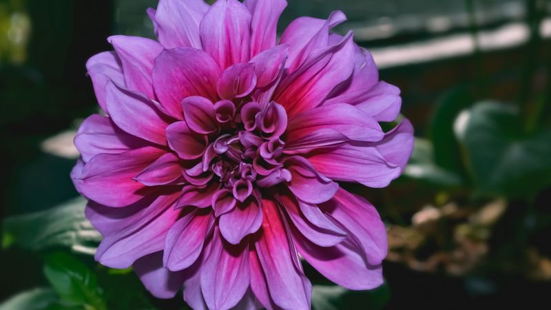 dahlia, flower, purple, closeup, 4k