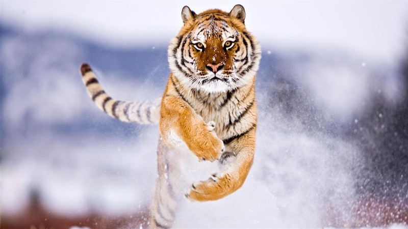 tiger, snow, animals