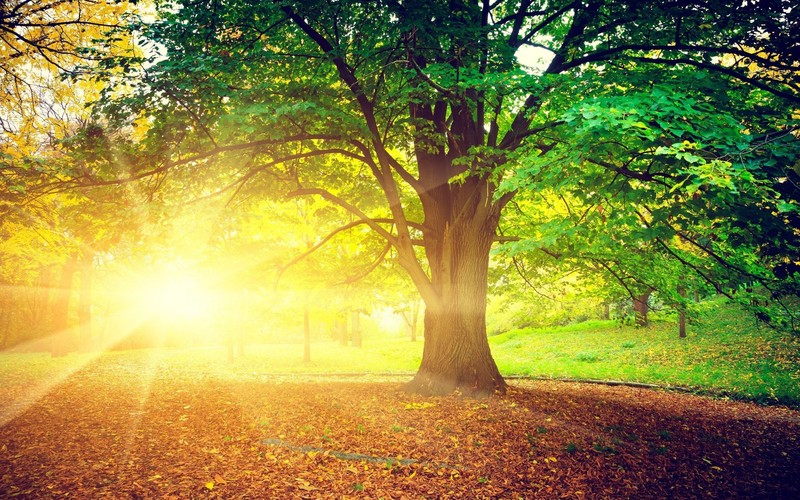 sunrise, nature, trees