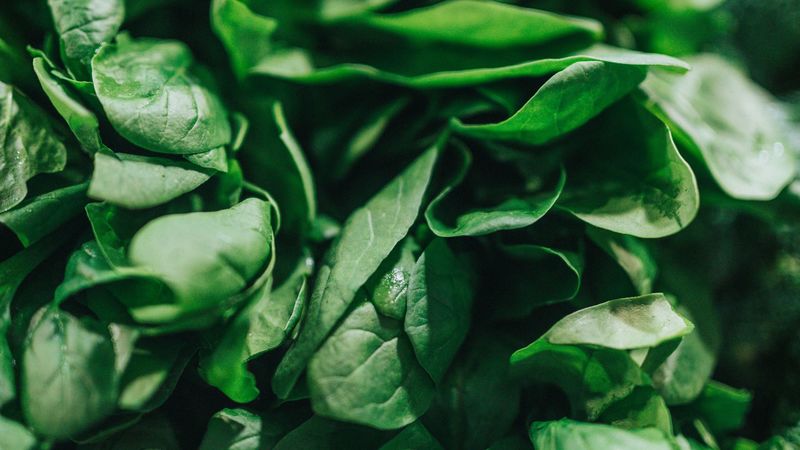 spinach, leaves, green, macro, 4k