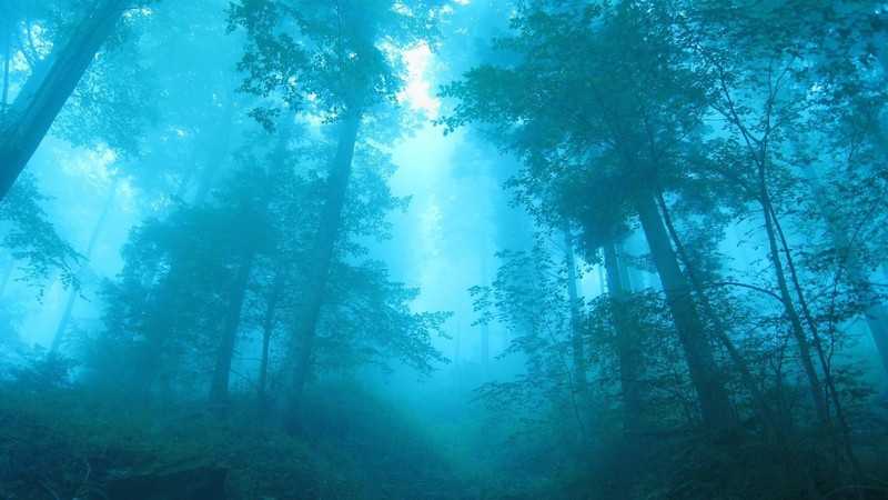 fog, forest, nature