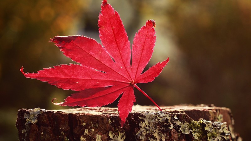 leaf, nature, red