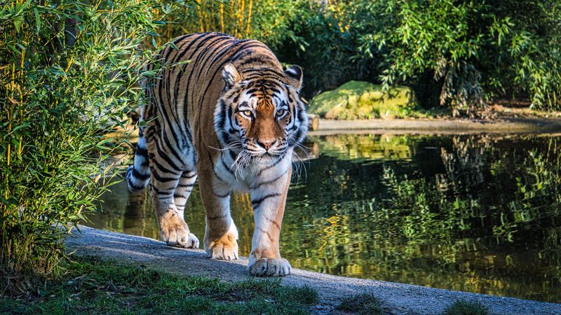 tiger, big cat, glance, predator, lake, 4k