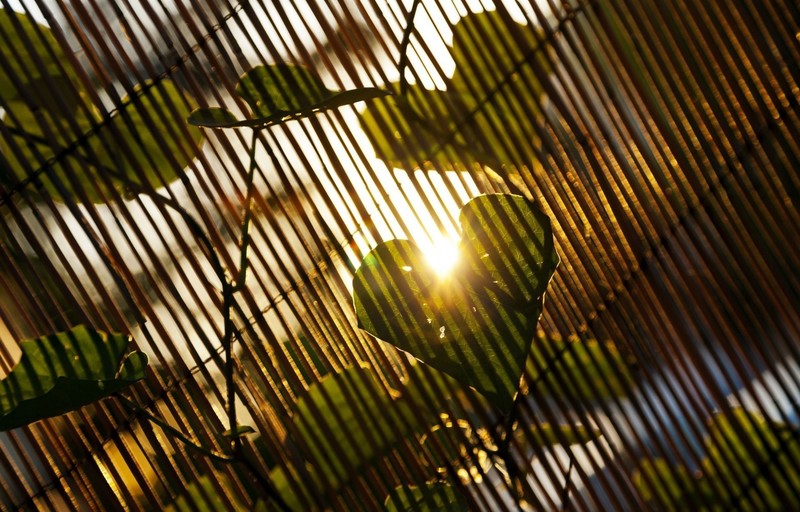leaves, nature, heart, sunlight