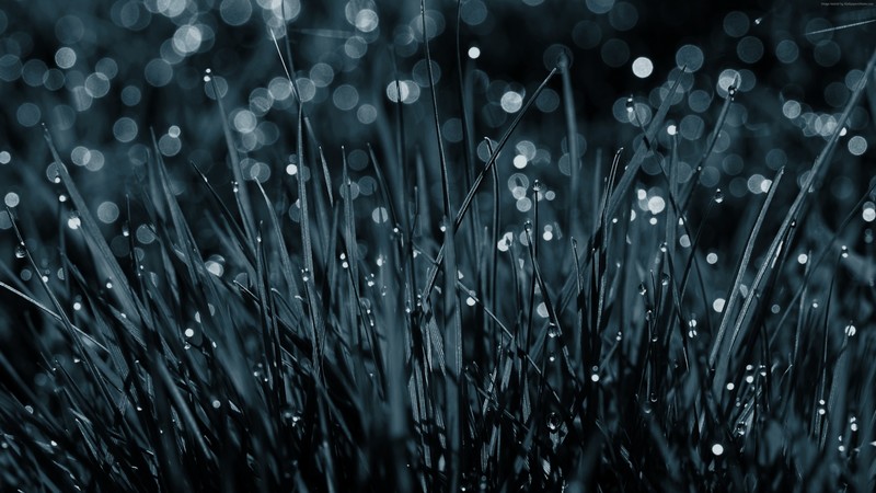 dew, grass, nature
