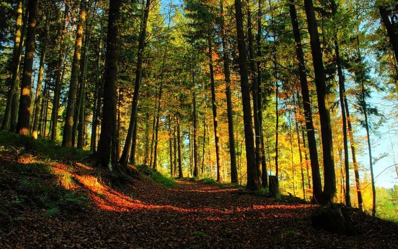 path, forest, nature