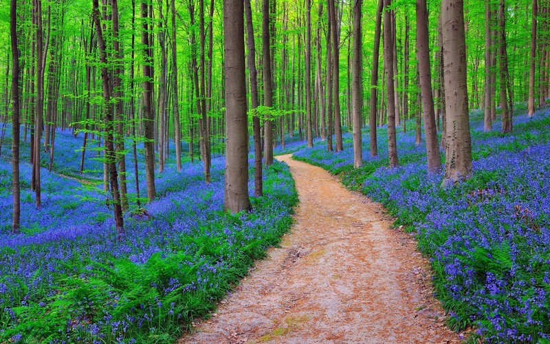 forest, nature