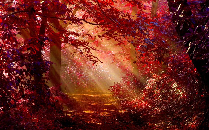 autumn, forest, nature, sunlight