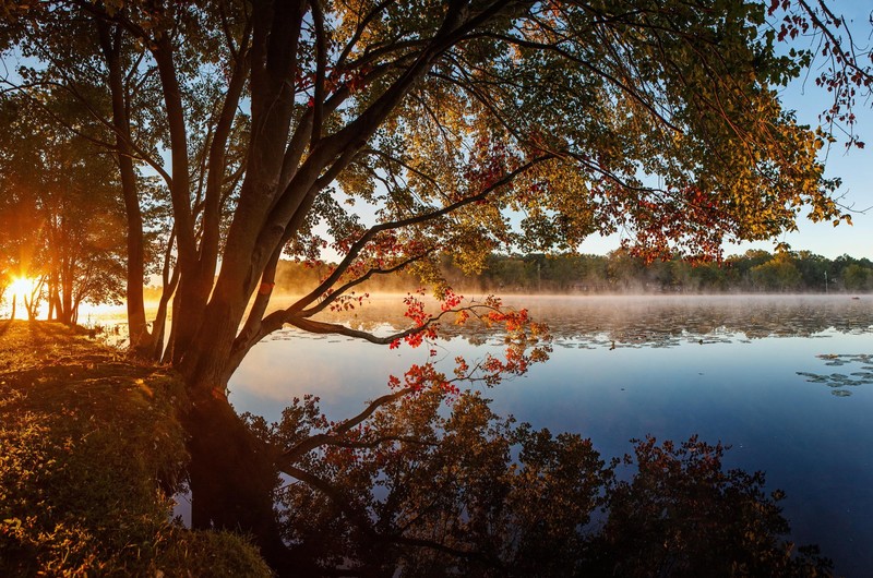 lake, tree, reflection, nature, autumn