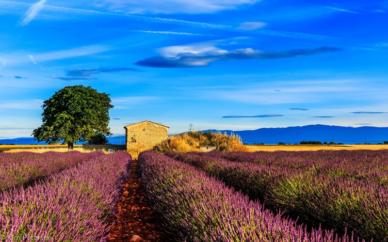 fields, nature