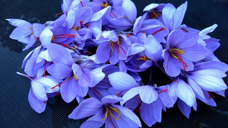 flowers, 4k, nature