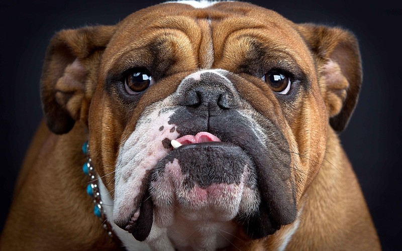 bulldog, animals, dog