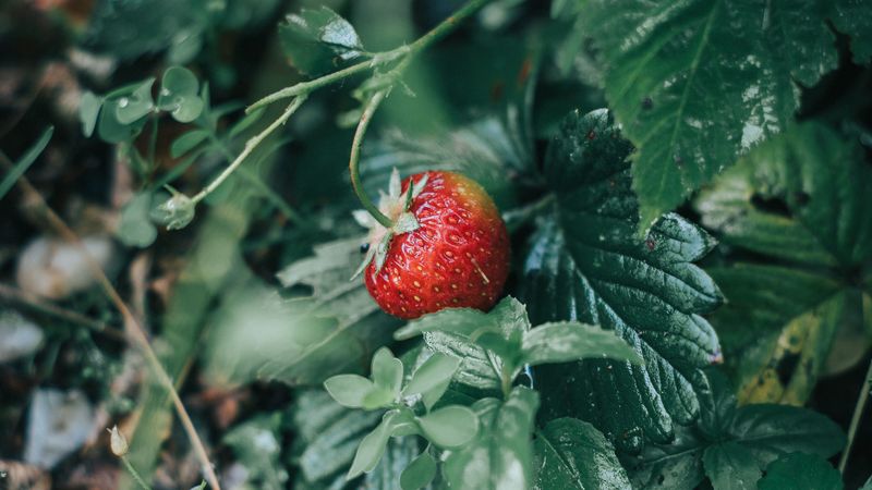 strawberries, berry, red, ripe, 4k