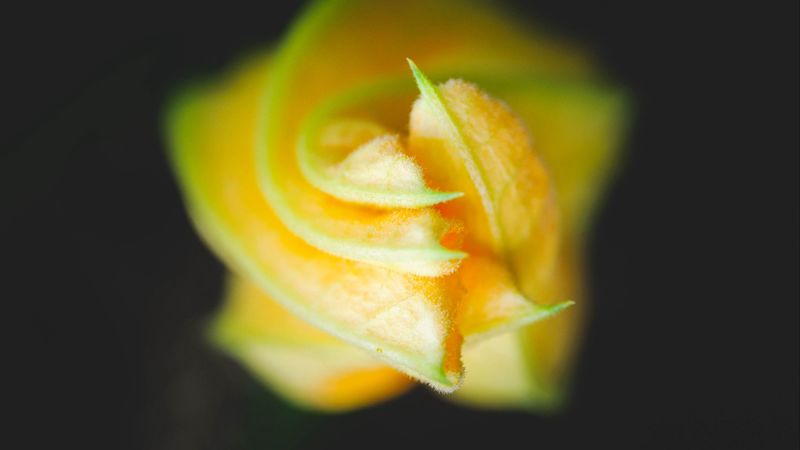 bud, flower, macro, yellow, petals, 4k