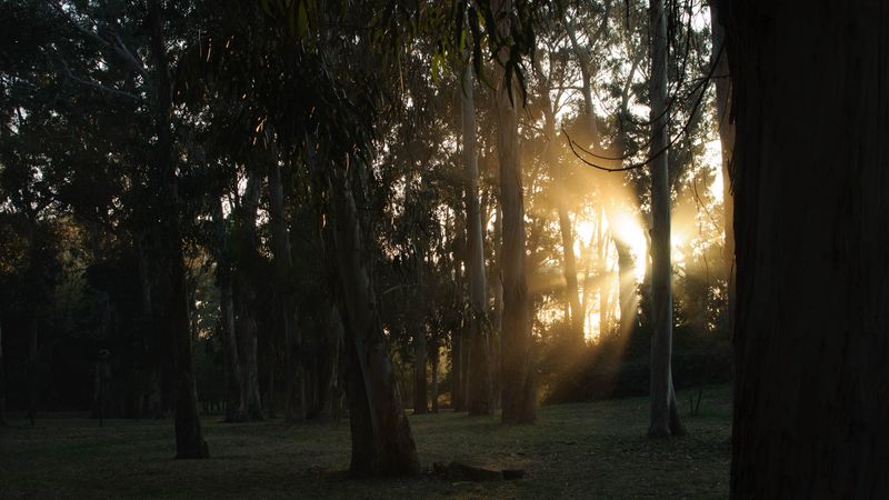 trees, sunlight, rays, nature, 4k