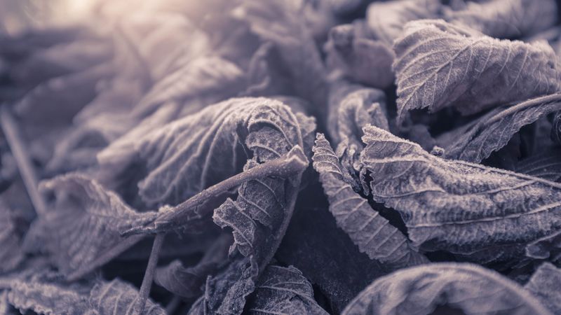 leaves, frozen, macro, frost, 4k