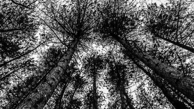 trees, sky, bw, forest, 4k