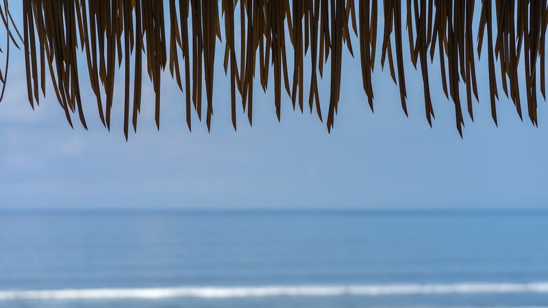 fringe, leaves, sea, water, horizon, 4k