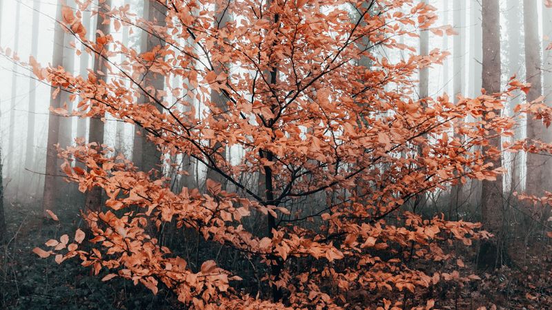 tree, forest, fog, autumn, 4k