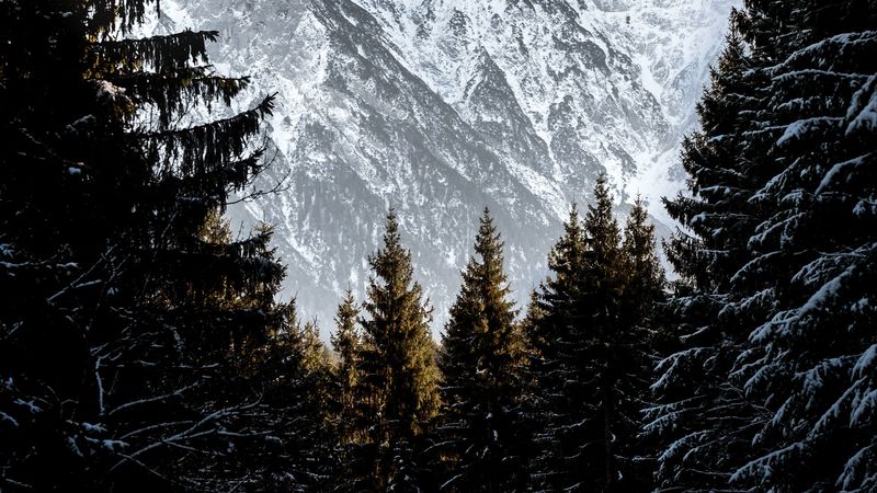 mountains, trees, snow, landscape, winter, 4k